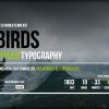 Birds || Responsive Coming Soon Page