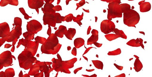 Rose Petals
